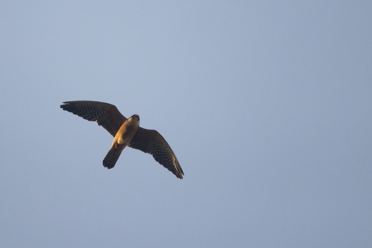 Red-footed Falcon - ML645353651