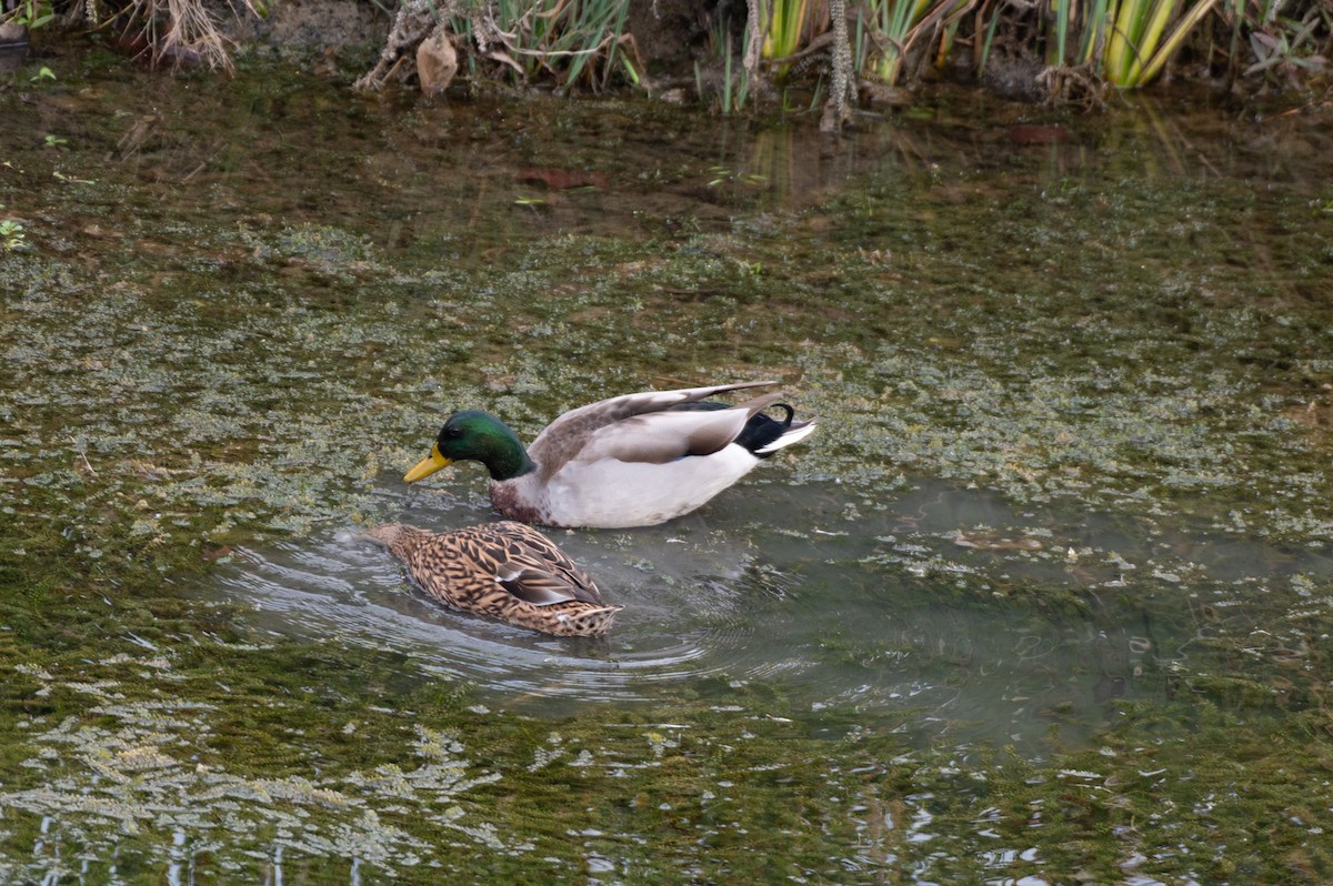 Mallard - ML645353653