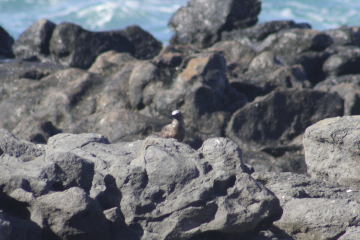 Brown Noddy - ML645353655