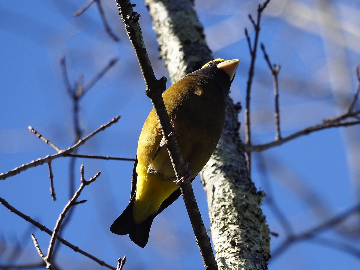 Evening Grosbeak - ML645353656