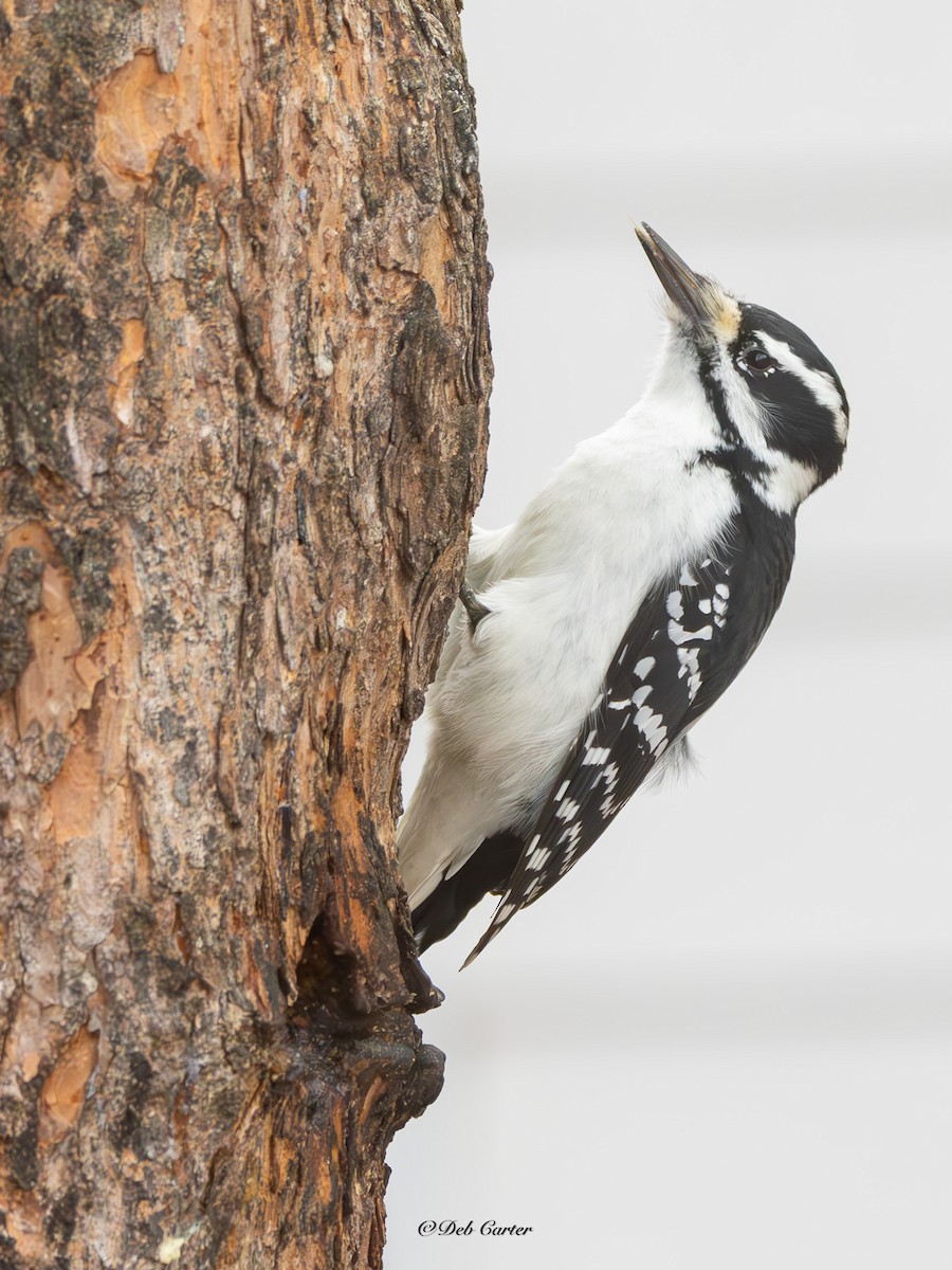 Haarspecht - ML645353658