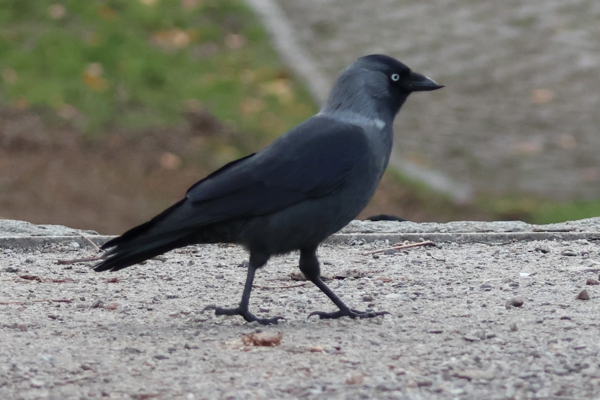 kavka obecná - ML645353663