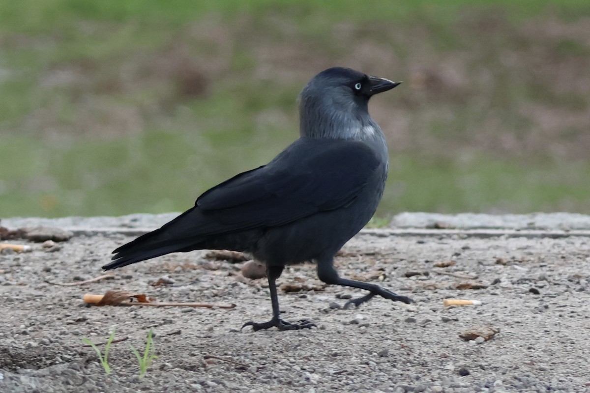 kavka obecná - ML645353664