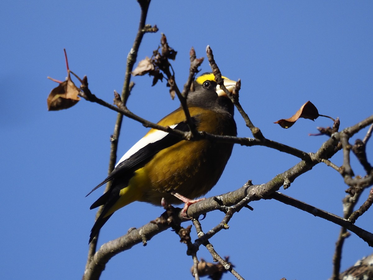 Evening Grosbeak - ML645353665