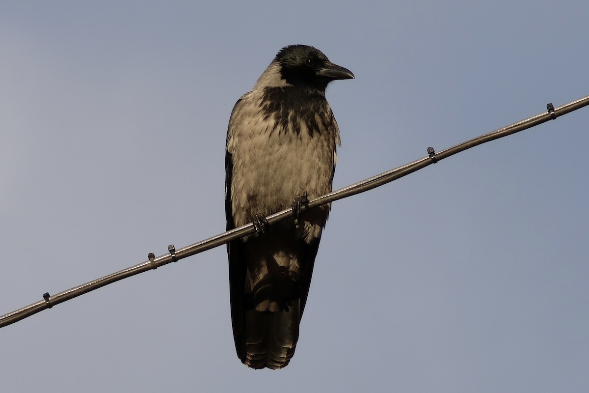 vrána šedá - ML645353668