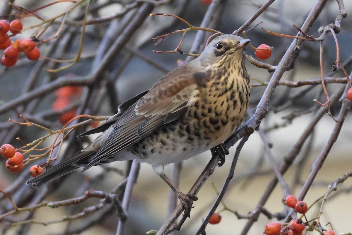 drozd kvíčala - ML645353690