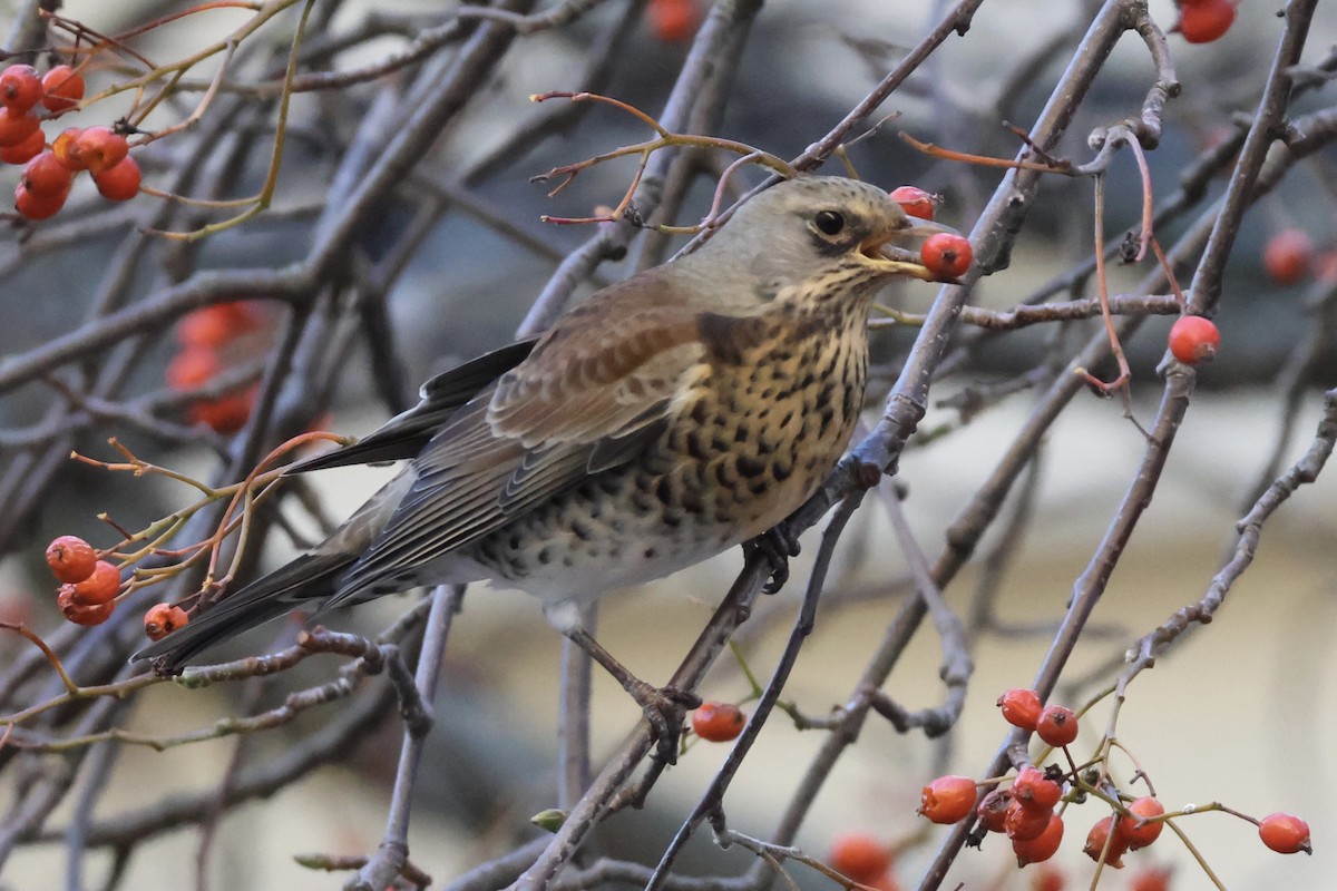 drozd kvíčala - ML645353691