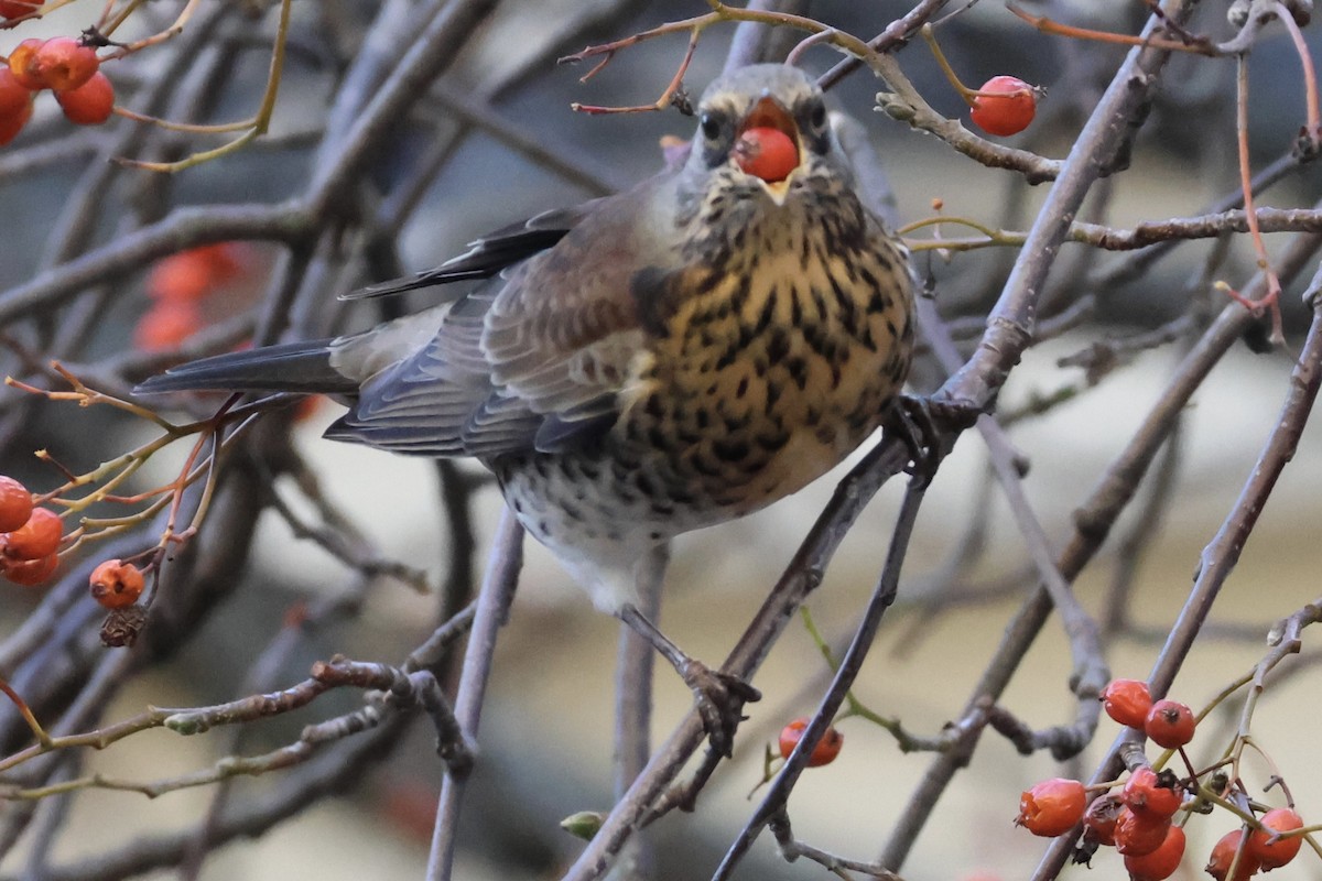 drozd kvíčala - ML645353692