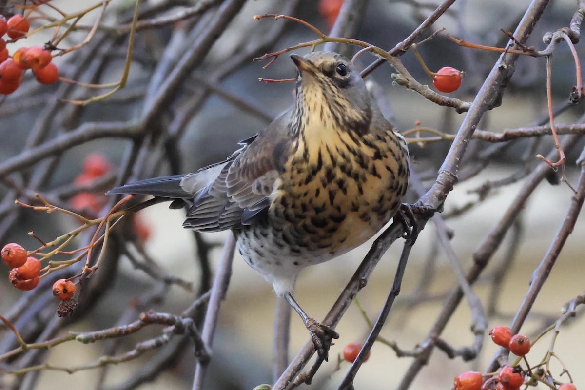 drozd kvíčala - ML645353694