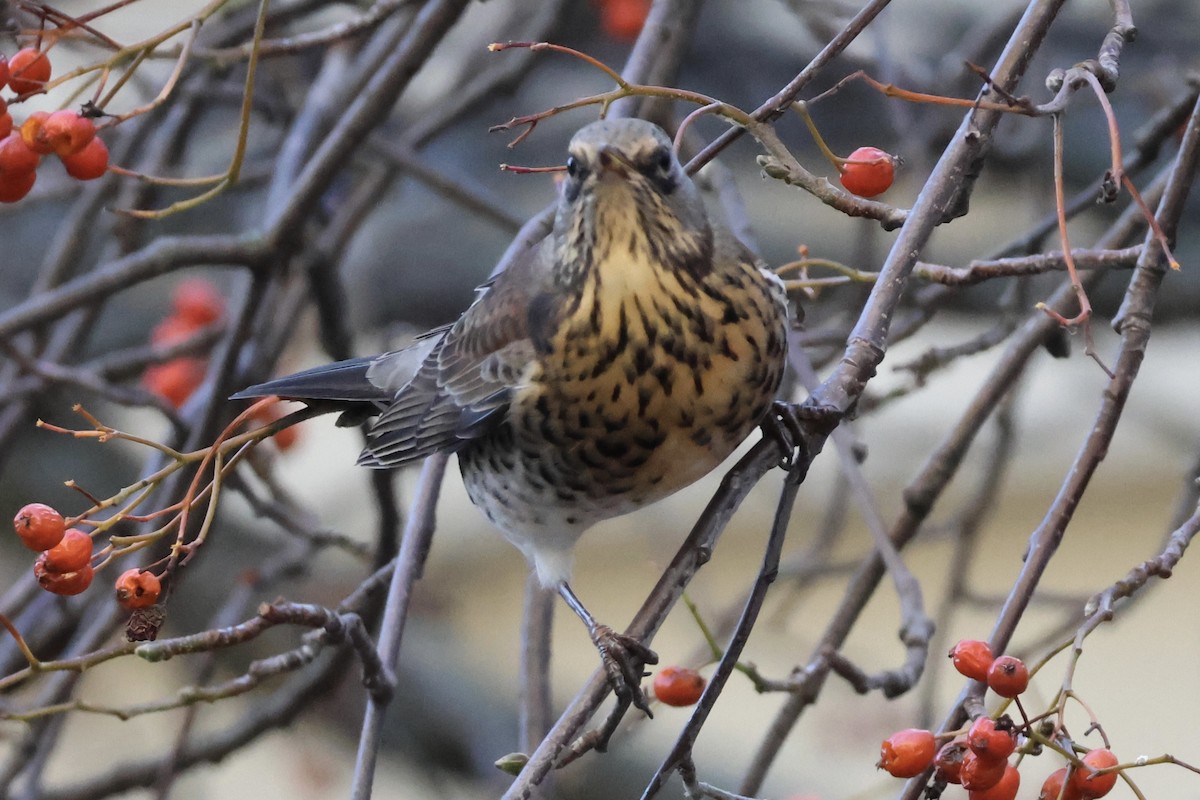 drozd kvíčala - ML645353695