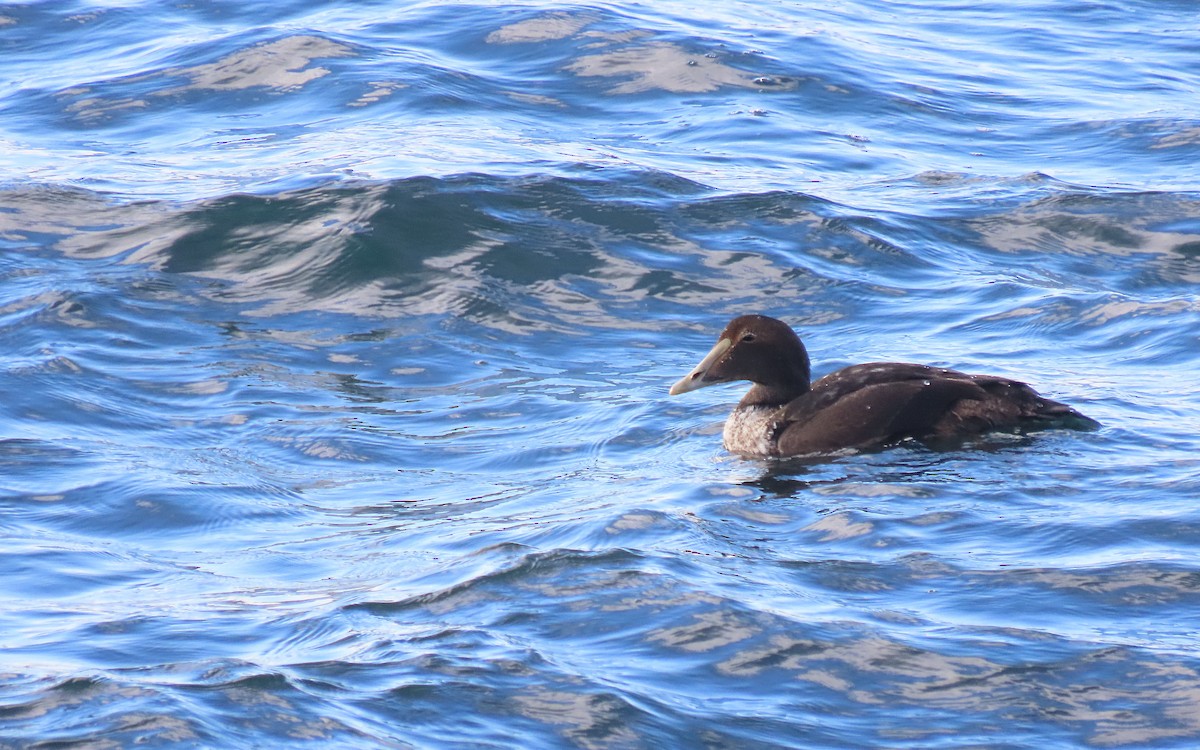 Common Eider - ML645353696