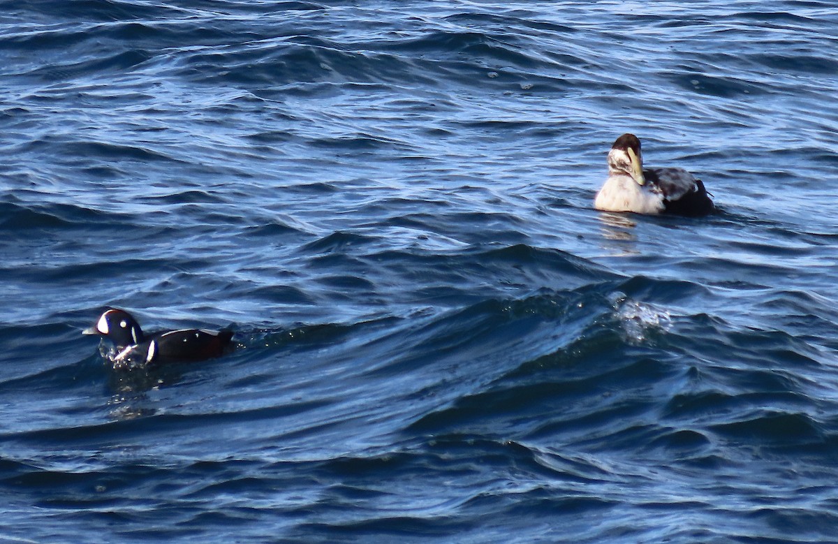 Common Eider - ML645353708