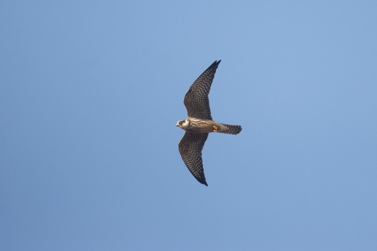 Red-footed Falcon - ML645353710