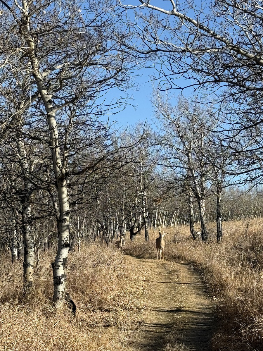 Animals - ML645353723