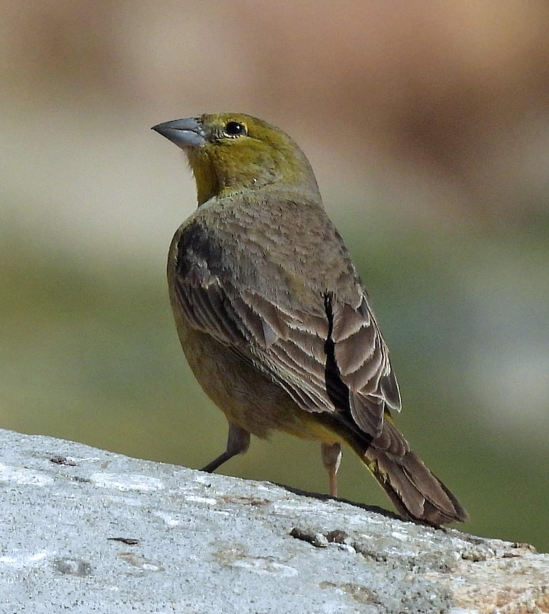 Посвірж оливковий - ML645353725