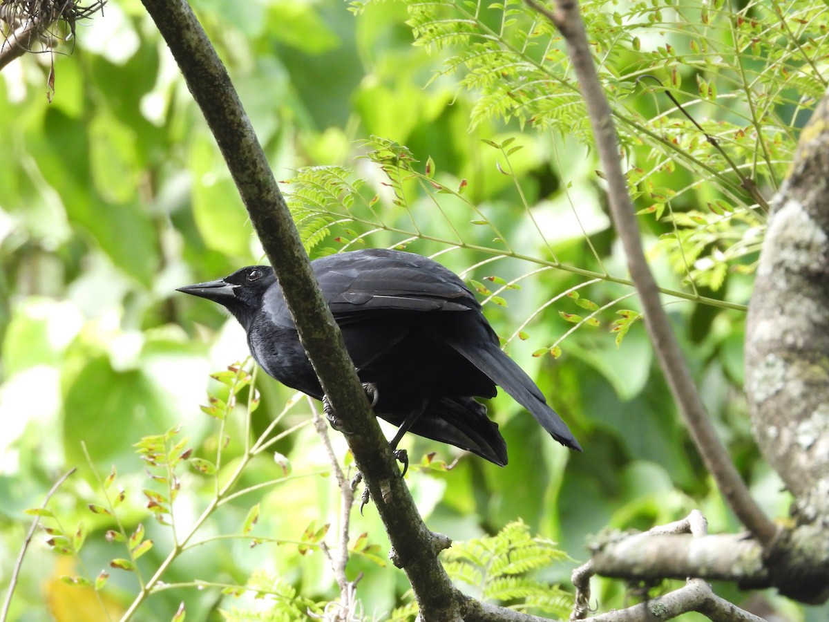 Melodious Blackbird - ML645353729