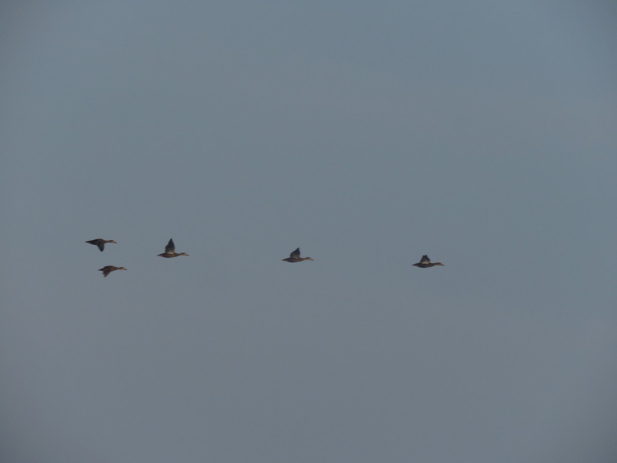 American Black Duck - ML645353730