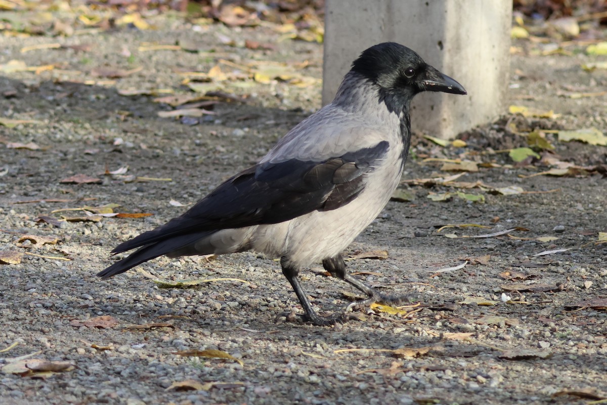 vrána šedá - ML645353737