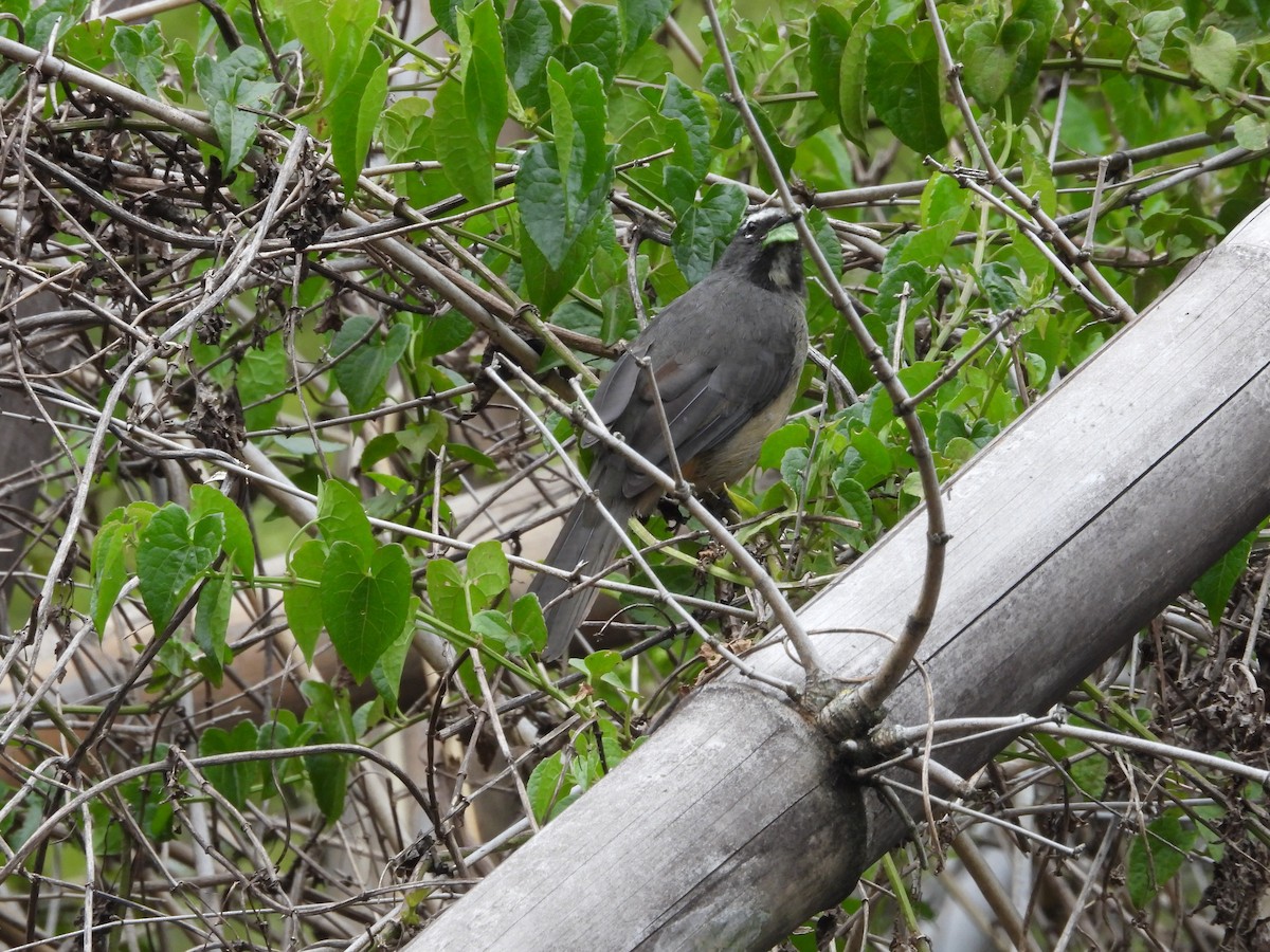 Cinnamon-bellied Saltator - ML645353742