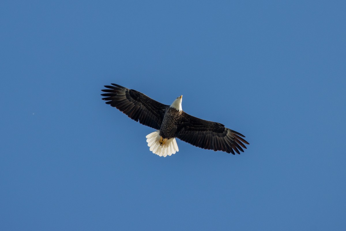Bald Eagle - ML645353749