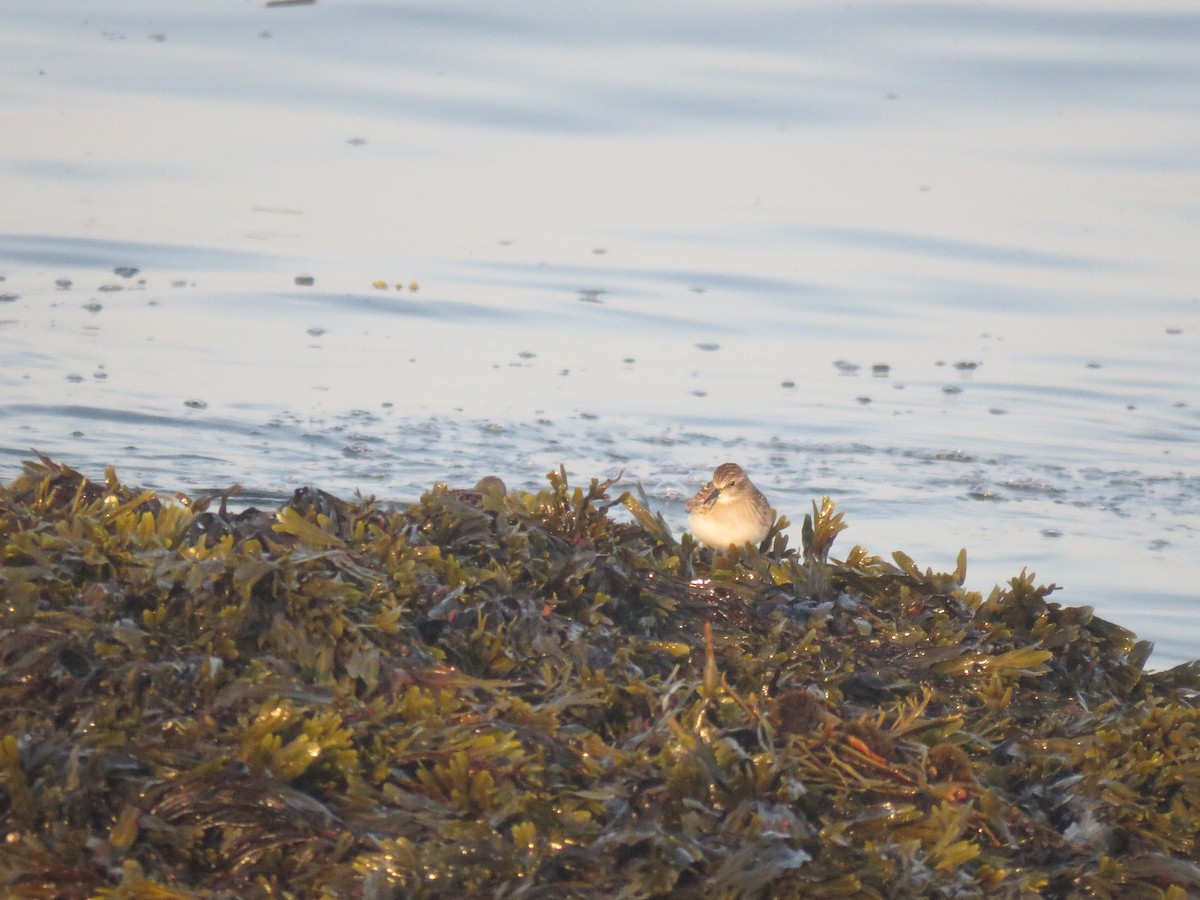 Bécasseau semipalmé - ML645353759