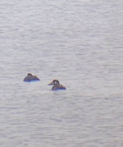 Surf Scoter - ML645353766