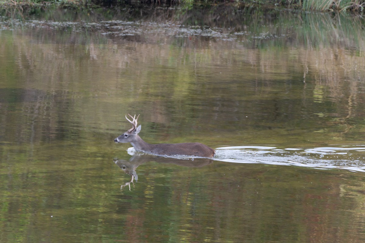White-tailed Deer - ML645353768