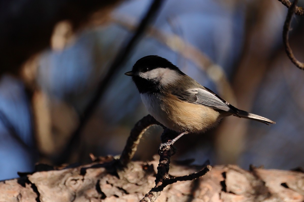 Black-capped Chickadee - ML645353773