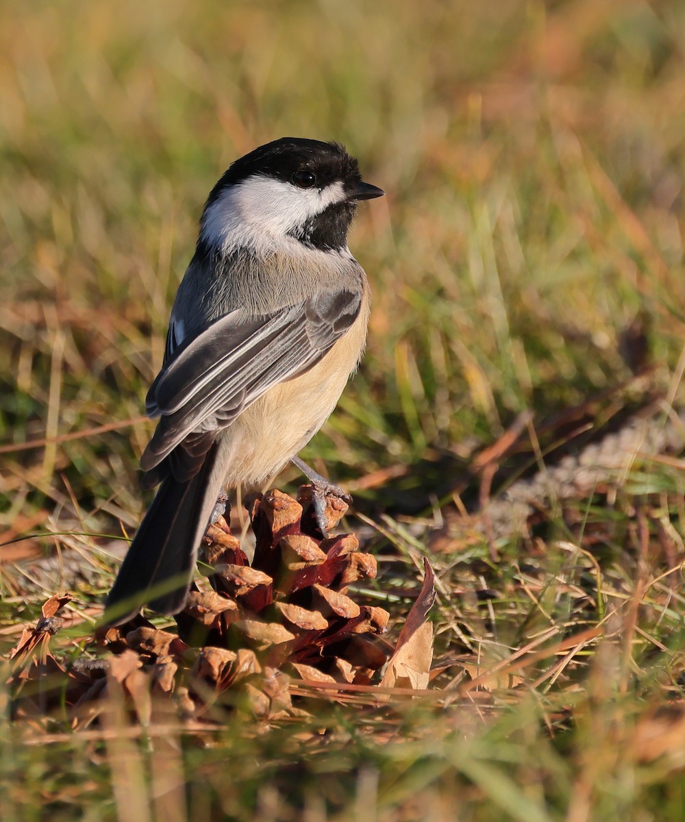 Black-capped Chickadee - ML645353776