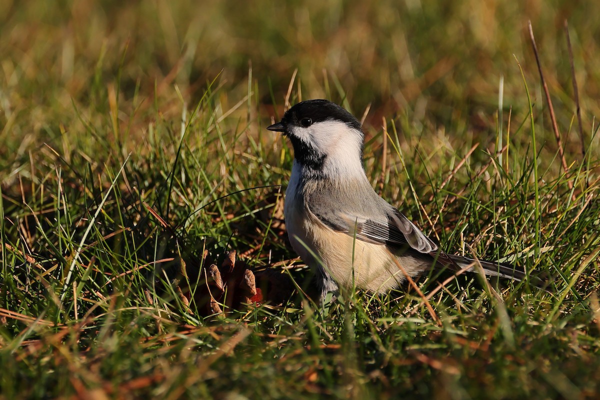 Black-capped Chickadee - ML645353778