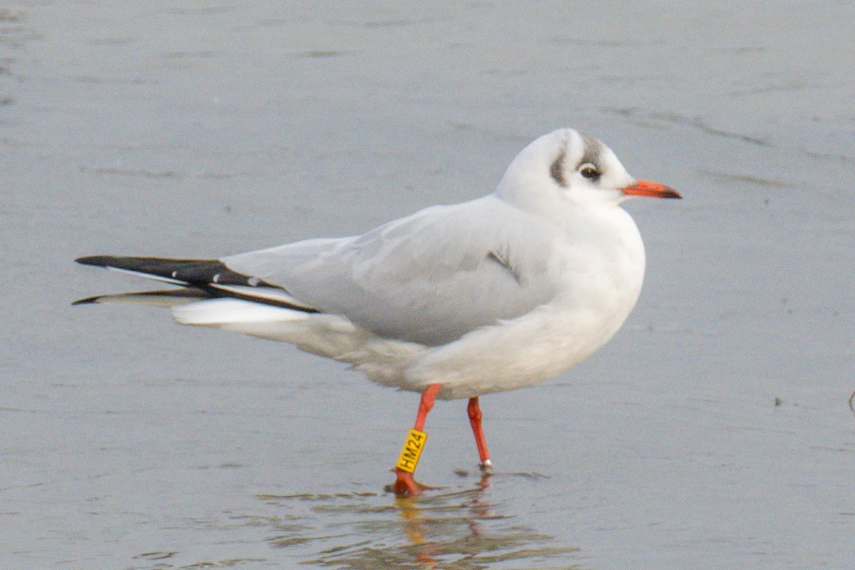 hettemåke - ML645353780