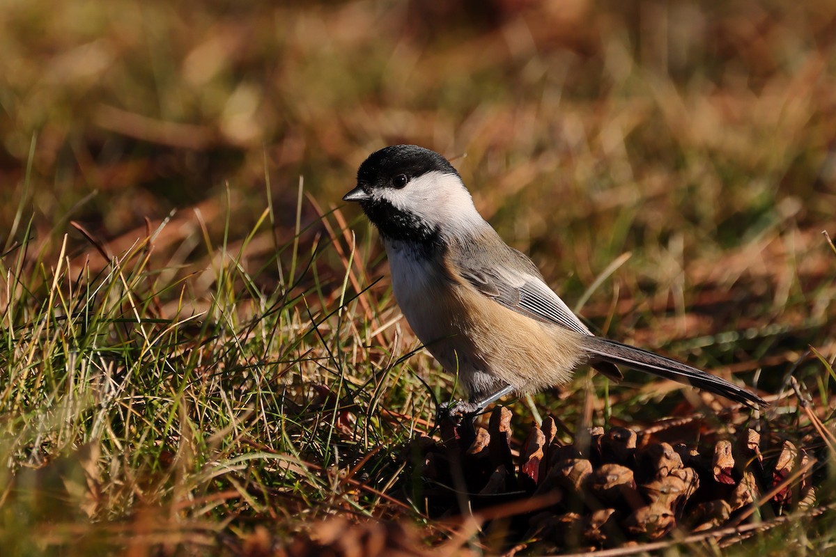 Black-capped Chickadee - ML645353782