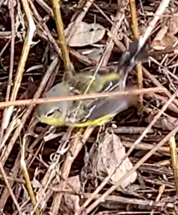 Magnolia Warbler - ML645353783