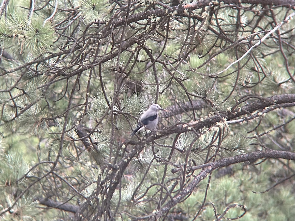 Clark's Nutcracker - ML645353785