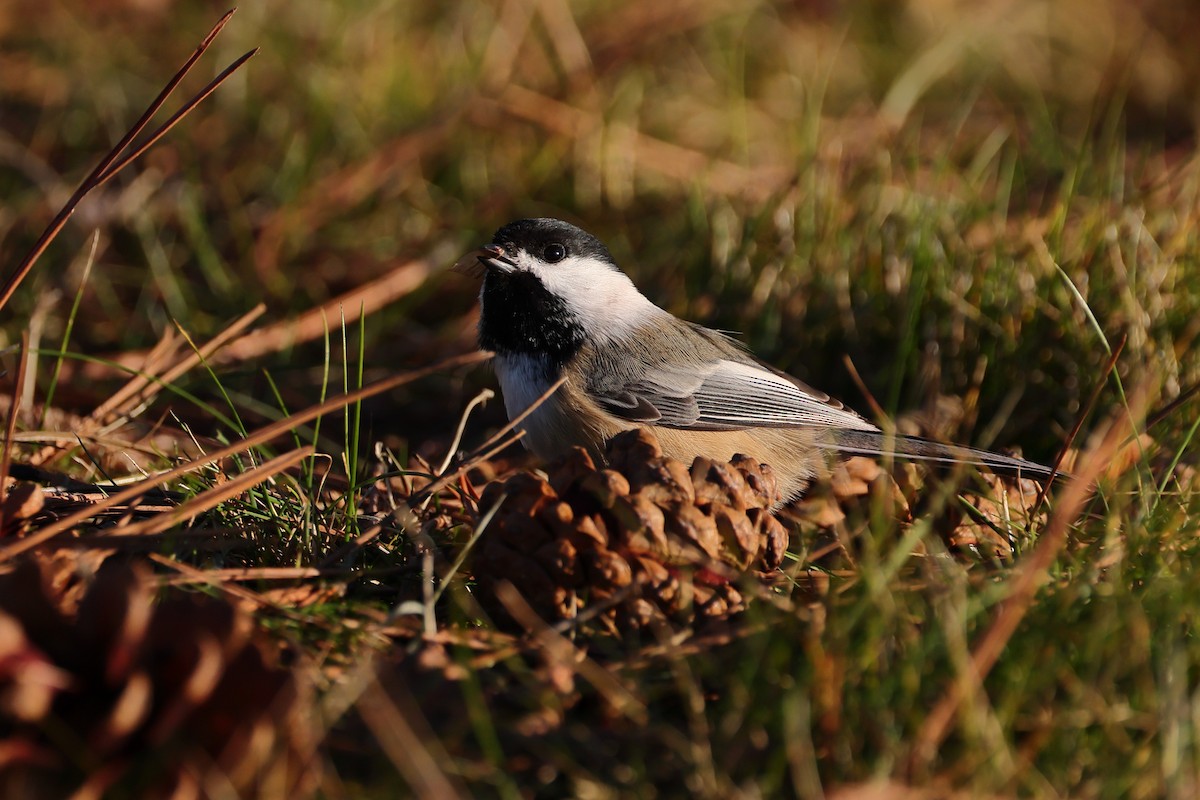 Black-capped Chickadee - ML645353786