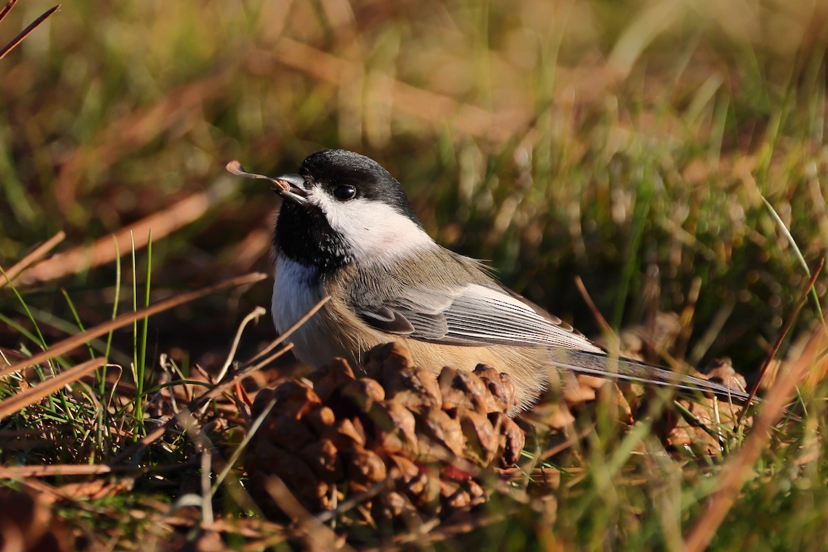 Black-capped Chickadee - ML645353791