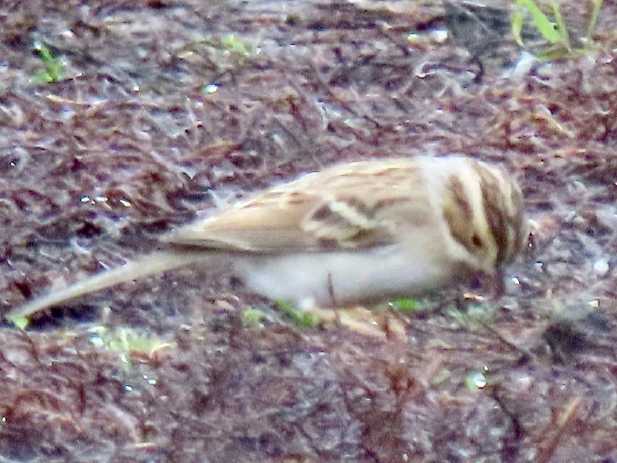 Clay-colored Sparrow - ML645353794