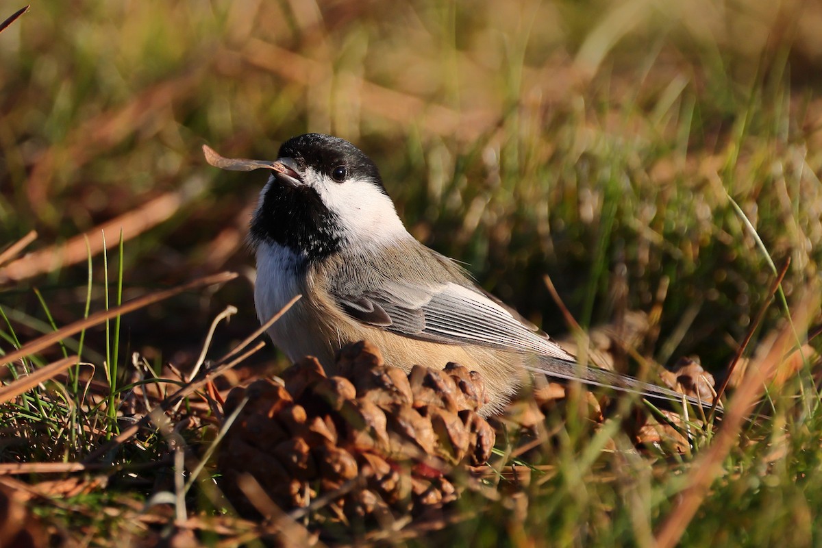 Black-capped Chickadee - ML645353797