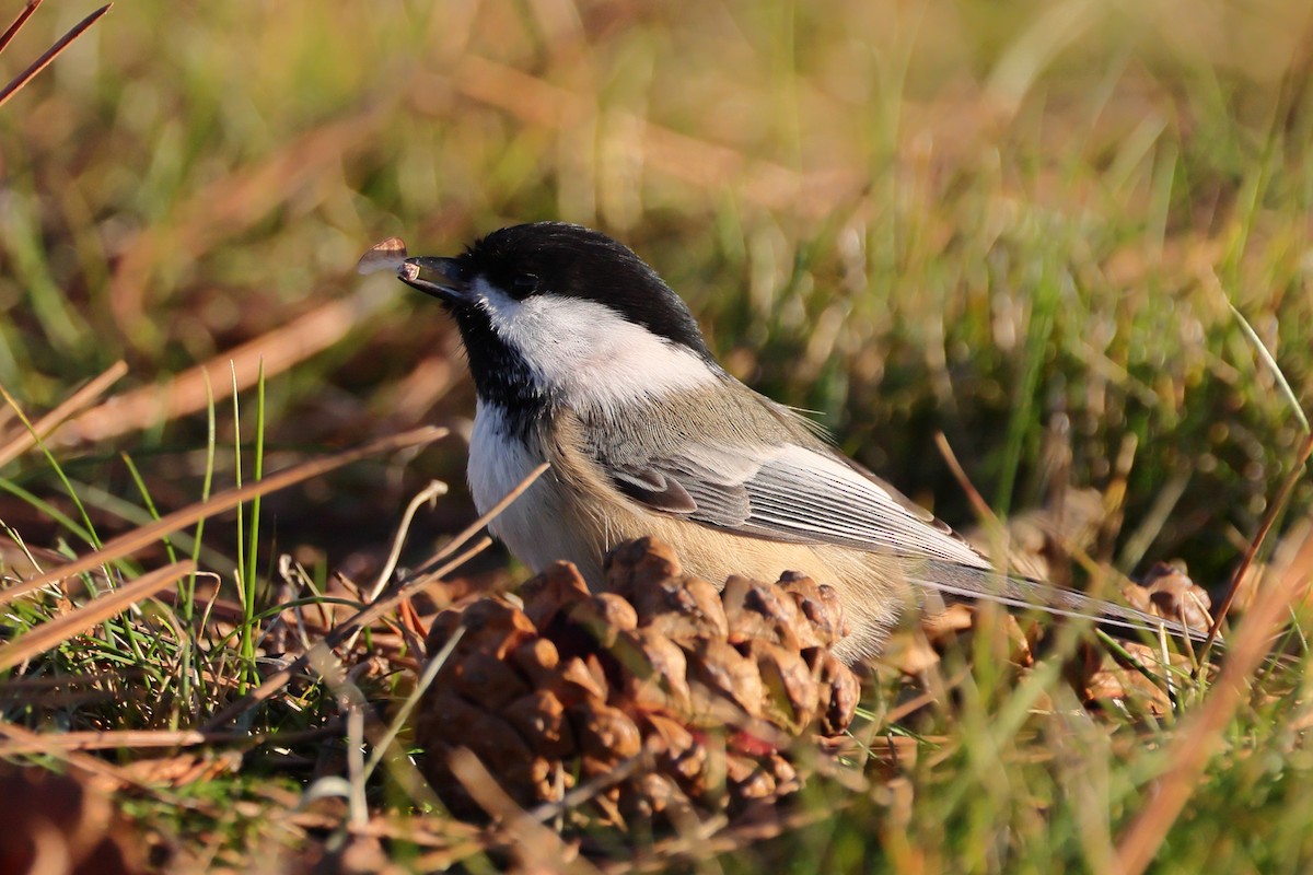 Black-capped Chickadee - ML645353800
