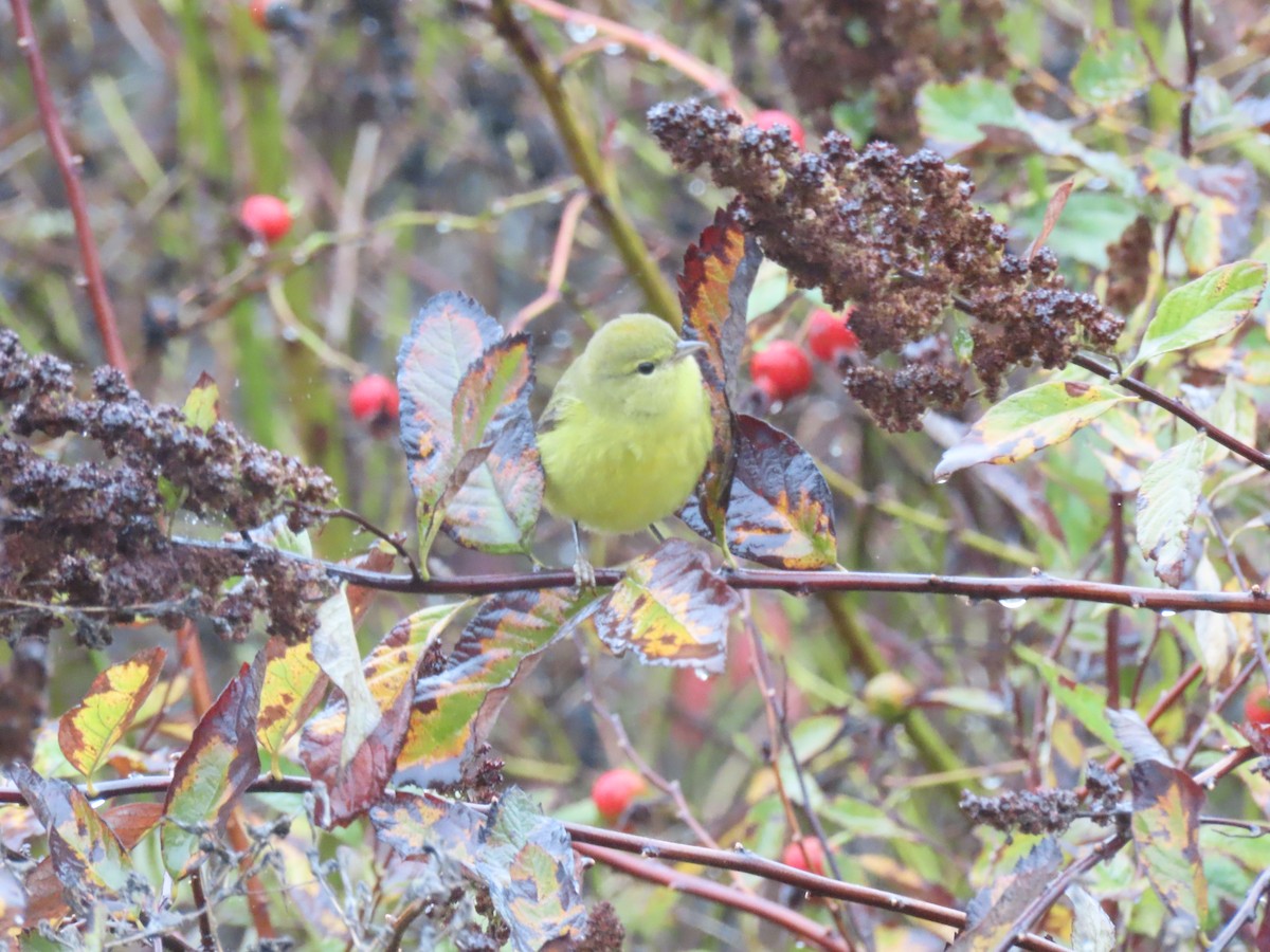 Orange-crowned Warbler - ML645353809