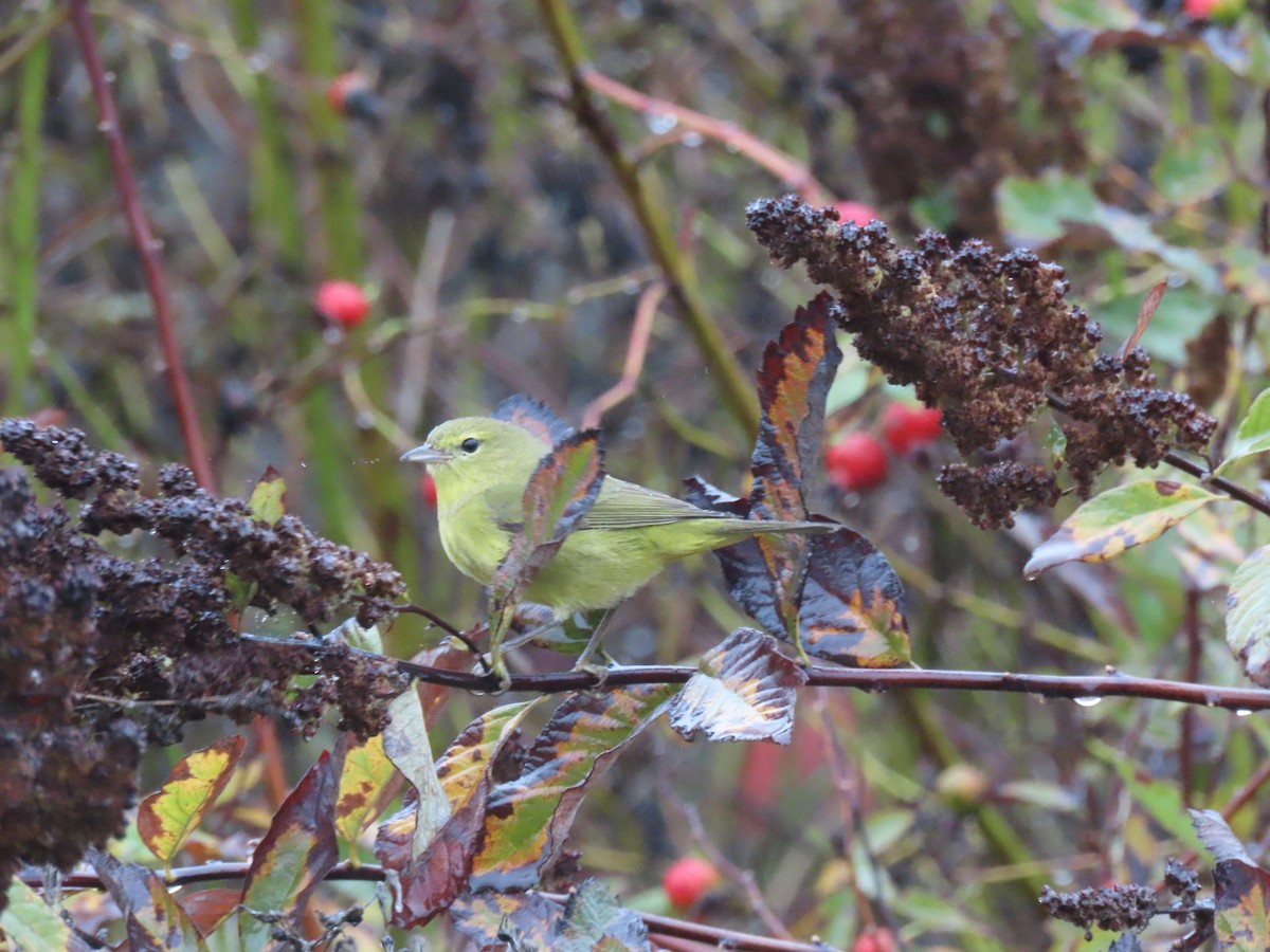 Orange-crowned Warbler - ML645353810