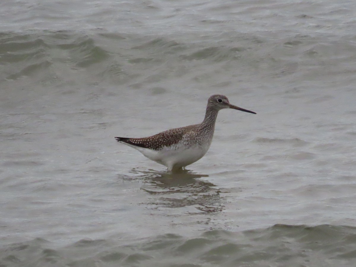 Greater Yellowlegs - ML645353819