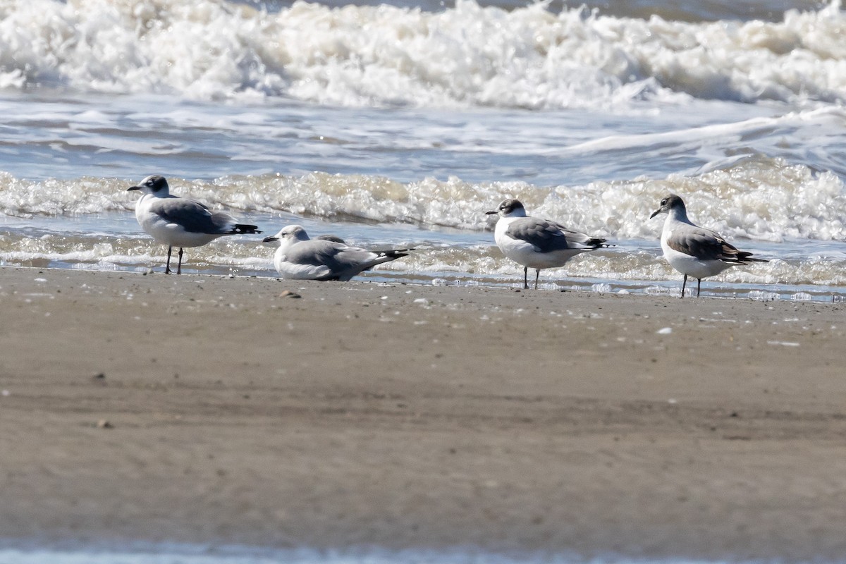 racek vnitrozemský - ML645353820