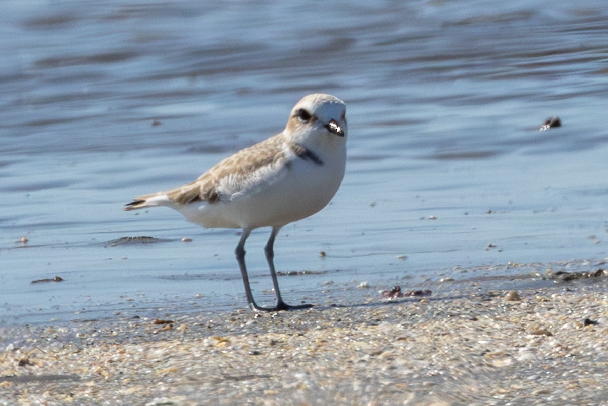 kulík západní - ML645353829