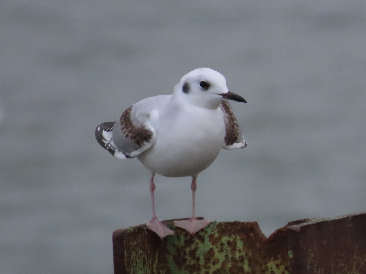 Bonaparte's Gull - ML645353833