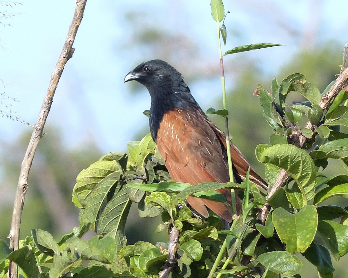 Afrika Kara Kukalı - ML645353834