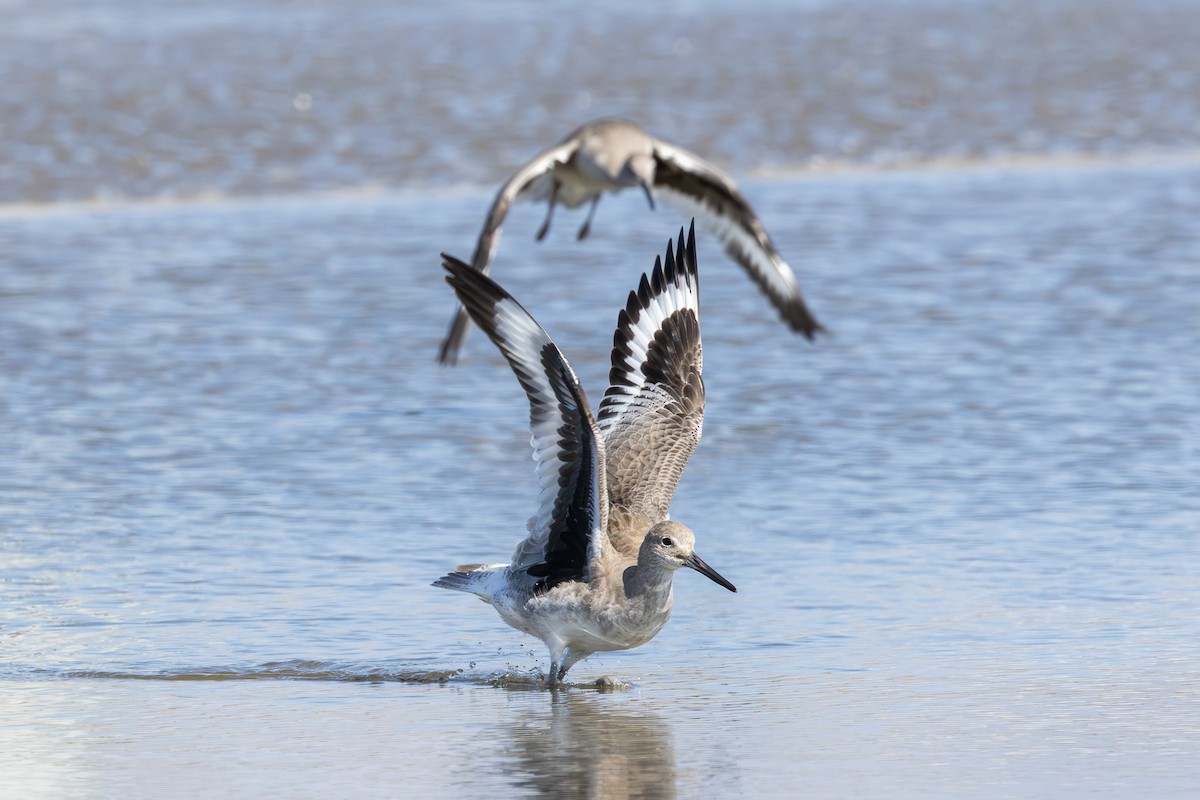 vodouš břehoušovitý - ML645353835