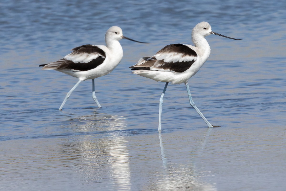 tenkozobec americký - ML645353842