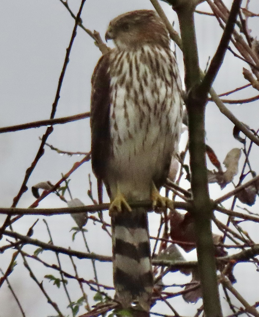 Cooper's Hawk - ML645353843