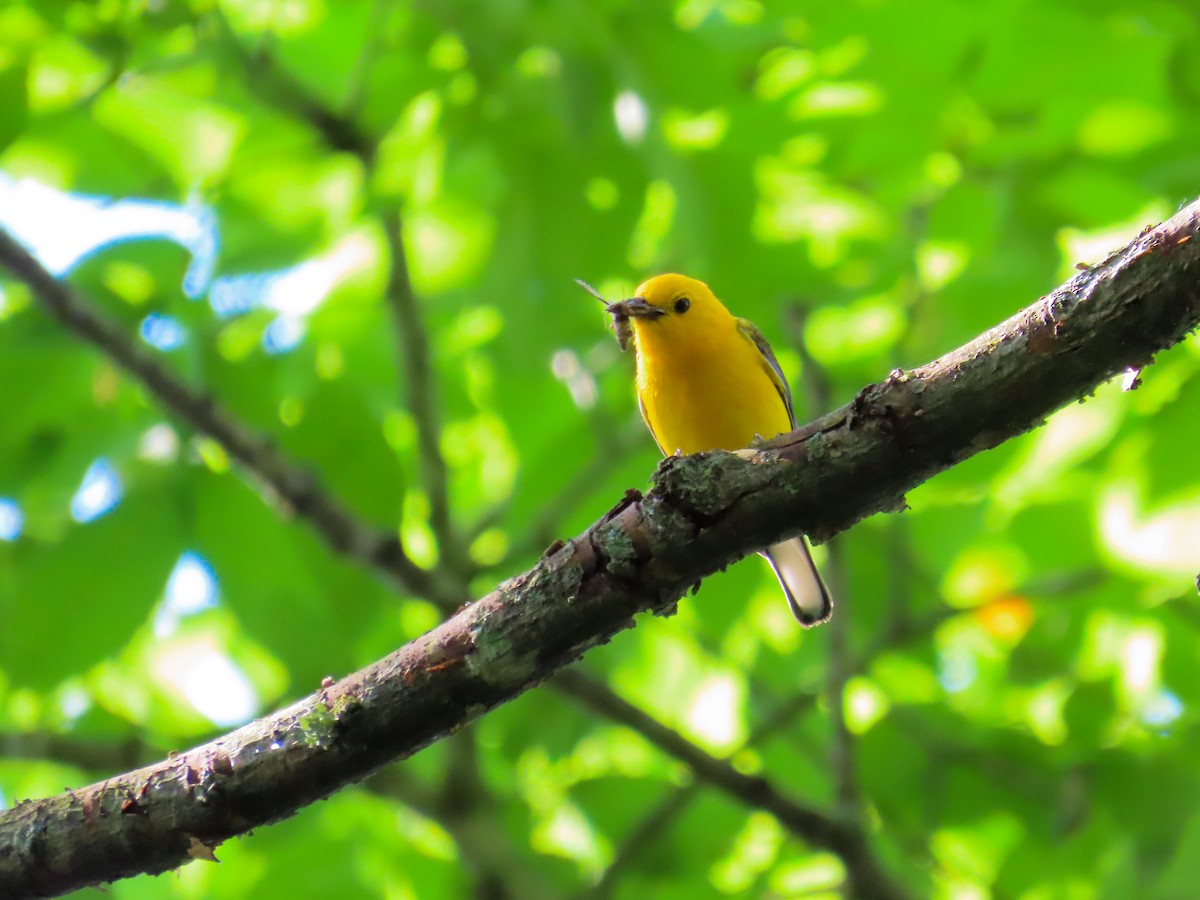 Prothonotary Warbler - ML645353844